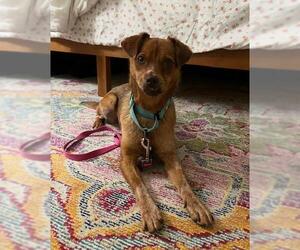 Chihuahua-Texas Heeler Mix Dogs for adoption in Santa Maria, CA, USA
