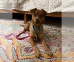 Small Chihuahua-Texas Heeler Mix