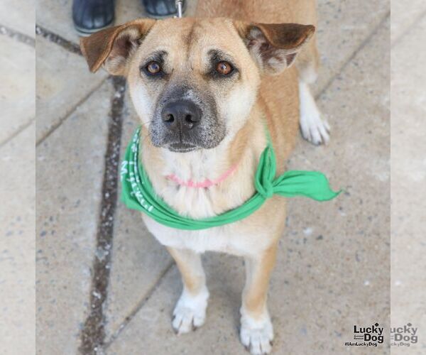 Medium Photo #4 Labrador Retriever-Unknown Mix Puppy For Sale in Washington, DC, USA