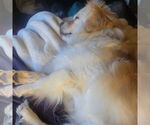 Small #4 Pekingese Mix