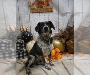 Border Collie-Unknown Mix Dogs for adoption in Crystal, MN, USA