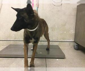 Mutt Dogs for adoption in Riverside, CA, USA