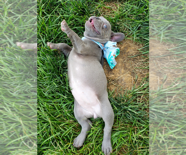 Medium Photo #5 French Bulldog Puppy For Sale in PASCO, WA, USA