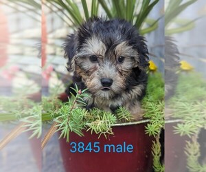 Yo-Chon Puppy for sale in CLARE, IL, USA