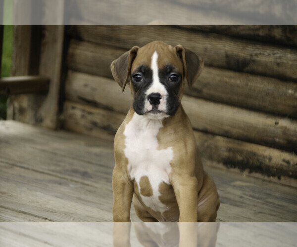 Medium Photo #4 Boxer Puppy For Sale in SHIPSHEWANA, IN, USA
