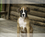 Small #3 Boxer