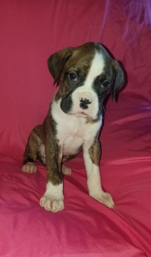 Medium Photo #1 Boxer Puppy For Sale in ORONOGO, MO, USA