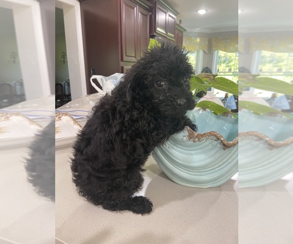 Medium Photo #3 Maltese-Poodle (Toy) Mix Puppy For Sale in GREENVILLE, NC, USA