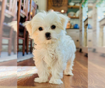Small #2 Maltese
