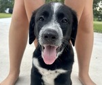Puppy 3 Anatolian Shepherd-Dalmatian Mix