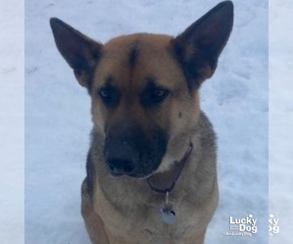 Medium Photo #3 Mutt Puppy For Sale in Washington, DC, USA