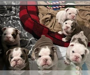 English Bulldog Puppy for sale in BLOOMINGTON, IL, USA