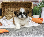 Lion - Male Shih Tzu Puppy for Sale - Photo #5