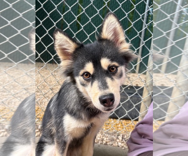 Medium Photo #1 Pomsky Puppy For Sale in Matawan, NJ, USA