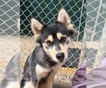 Small Pomsky