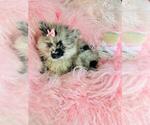 Puppy Merle Pom Pomeranian