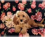 Small #4 Cavalier King Charles Spaniel-Goldendoodle Mix