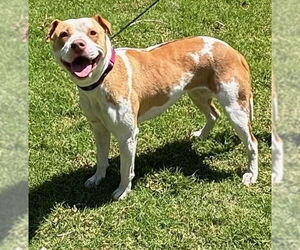 Medium American Pit Bull Terrier
