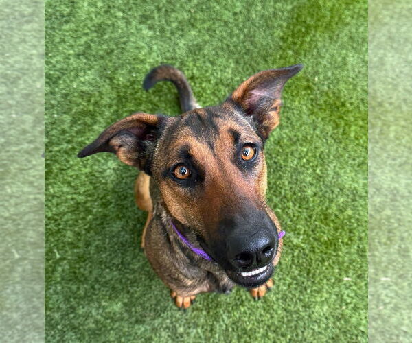 Medium Photo #1 Mutt Puppy For Sale in Rowlett, TX, USA