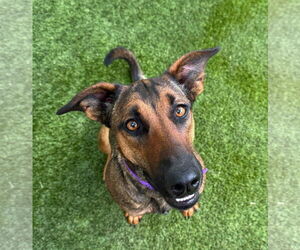 Mutt Dogs for adoption in Rowlett, TX, USA