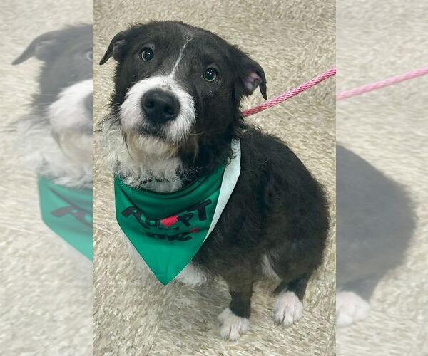 Medium Photo #3 Mutt Puppy For Sale in Germantown, OH, USA