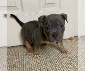 American Bully Puppy for Sale in WOODBRIDGE, Virginia USA