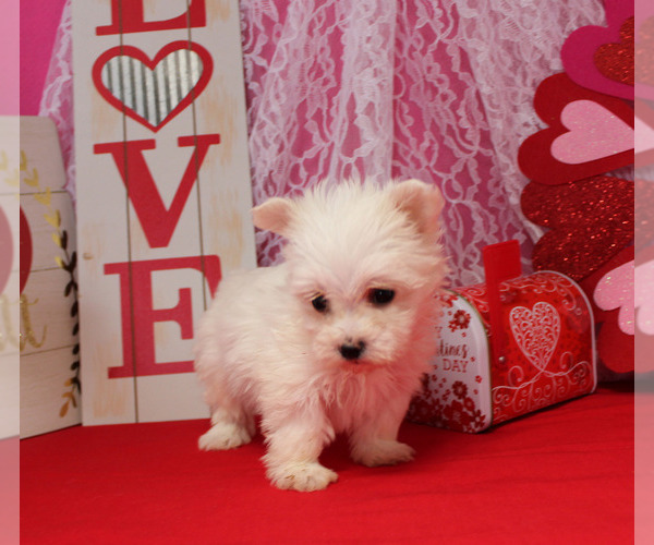 Medium Photo #17 Maltese Puppy For Sale in CHANUTE, KS, USA