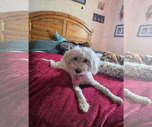Meadow Rue - Female Maltese-Unknown Mix Dog for Adoption - Photo #4