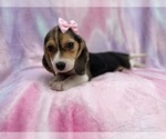 Small #2 Beagle