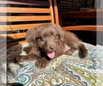 Chloe - Female Labradoodle Puppy for Sale - Photo #3