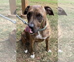 Small #1 Plott Hound Mix