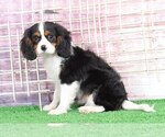 Small Photo #2 Cavalier King Charles Spaniel Puppy For Sale in BEL AIR, MD, USA