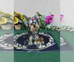 Small #2 Yorkshire Terrier