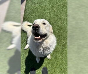 Medium Great Pyrenees