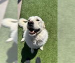 Small Great Pyrenees