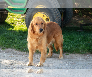 Mother of the Golden Retriever puppies born on 03/19/2025