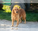 Small Photo #1 Golden Retriever Puppy For Sale in NAPPANEE, IN, USA