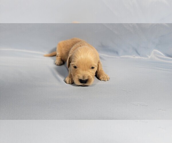 Medium Photo #41 Golden Retriever Puppy For Sale in BLACK FOREST, CO, USA