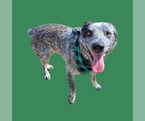 Texas Heeler Dogs for adoption in Bakersfield, CA, USA