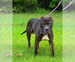 Small #3 Mastiff