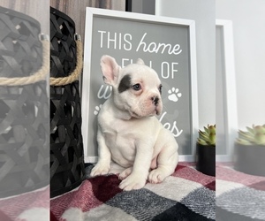 French Bulldog Puppy for sale in FRANKLIN, IN, USA