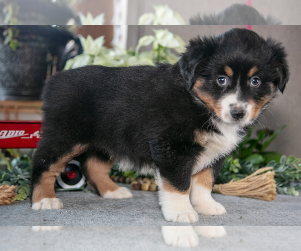 Medium Photo #9 Miniature Australian Shepherd Puppy For Sale in CHRISTIANA, PA, USA
