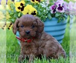Small #3 Cavapoo (Miniature)