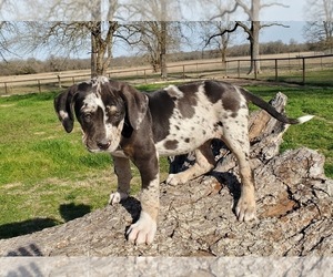 Mother of the Catahoula Leopard Dog puppies born on 06/19/2023