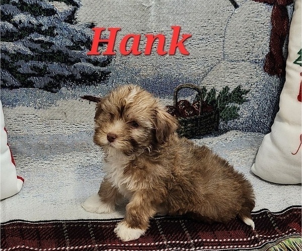Medium Photo #9 Havanese Puppy For Sale in ALBION, PA, USA