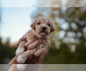 Medium Goldendoodle (Miniature)