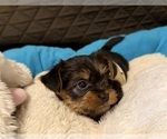Puppy Happy Yorkshire Terrier