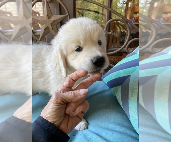 Medium Photo #18 English Cream Golden Retriever Puppy For Sale in HOCKLEY, TX, USA