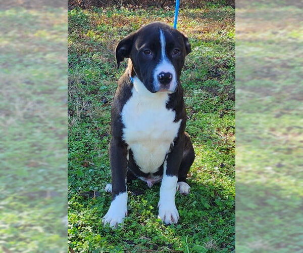 Medium Photo #7 American Pit Bull Terrier-Unknown Mix Puppy For Sale in Wetumpka, AL, USA