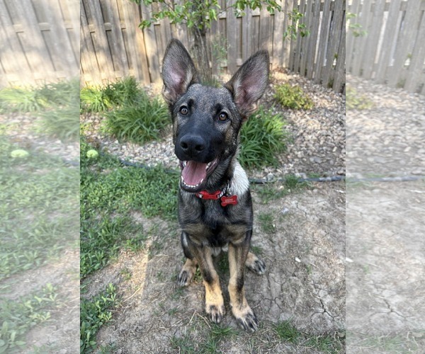 Medium Photo #18 German Shepherd Dog Puppy For Sale in Gretna, NE, USA